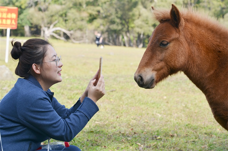 澳门霸王四肖